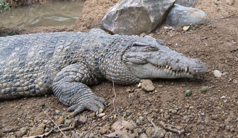 Illustration for article titled Smonday Crocodilian - Crocodylus novaguineae Edition
